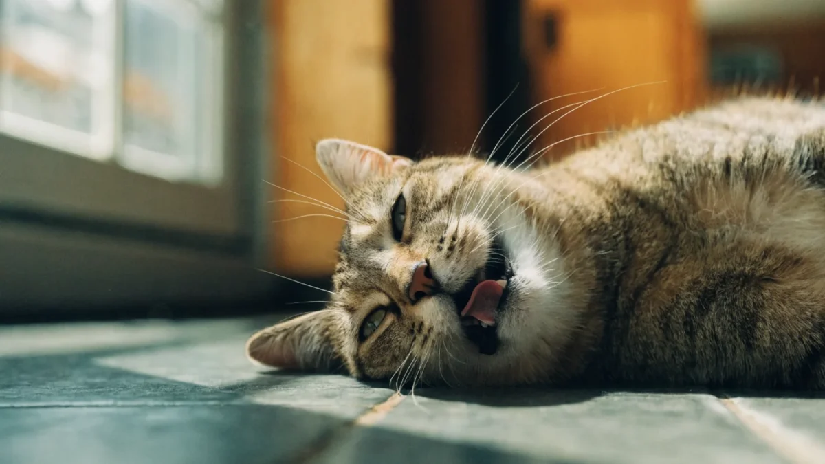 Heatstroke in Cats: Symptoms and Emergency Response
