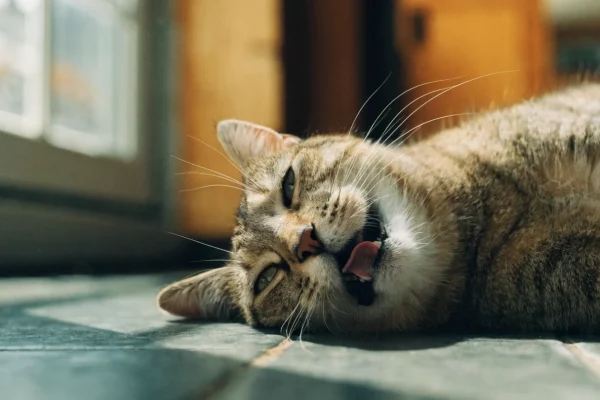 Tabby cat lying on cool tile floor with mouth open showing signs of heat distress