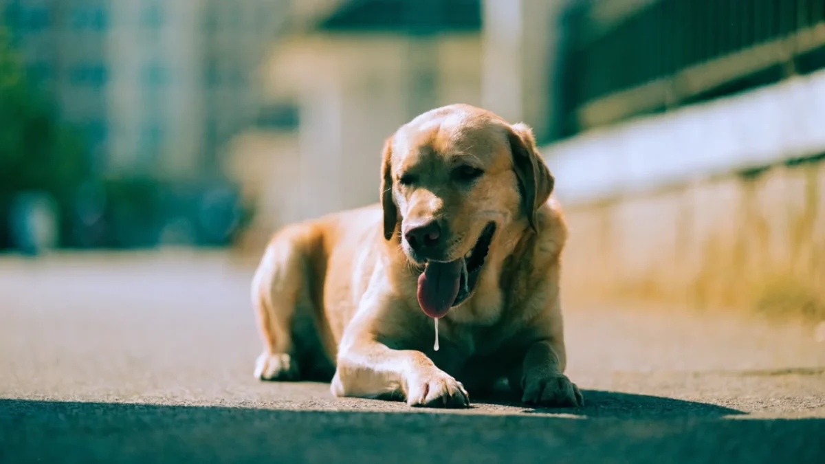 Heatstroke in Dogs: Signs, Treatment, and Prevention