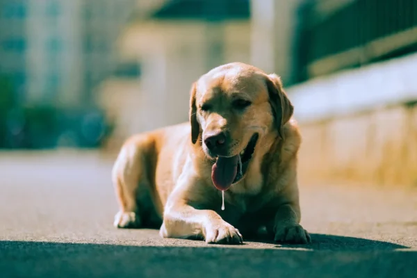 Exhausted Labrador panting heavily on hot pavement showing signs of heat distress