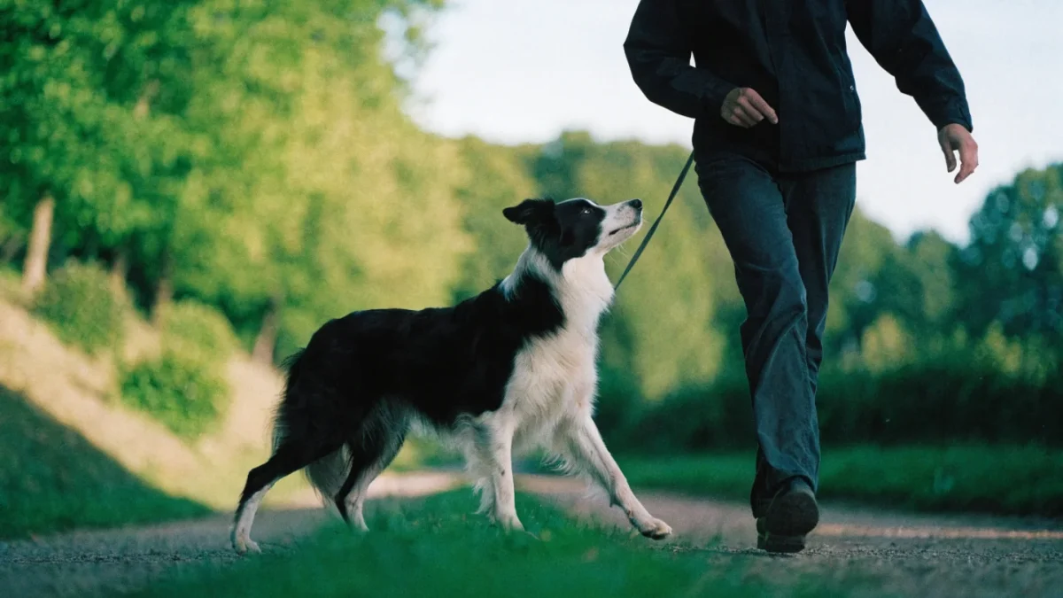 Heel Training for Dogs: Building a Precise, Reliable Position