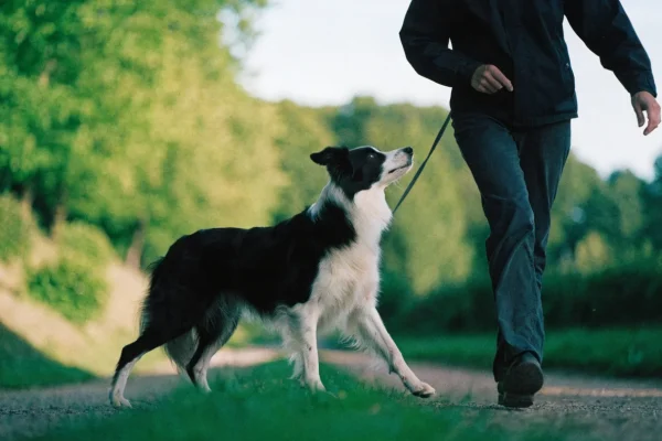 Border collie in focused heel position walking beside handler