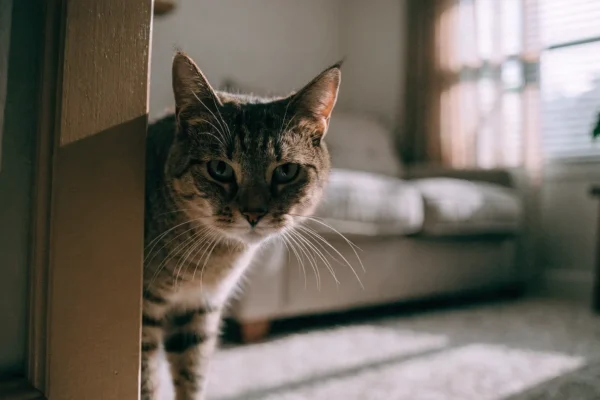 Tabby cat peeking around a doorway as it explores a new home for the first time