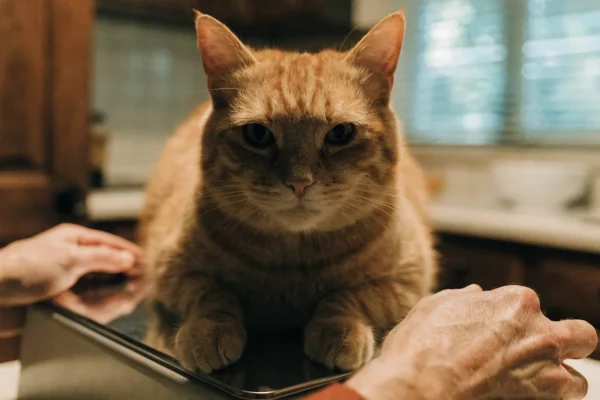 Overweight orange tabby cat being weighed on a pet scale