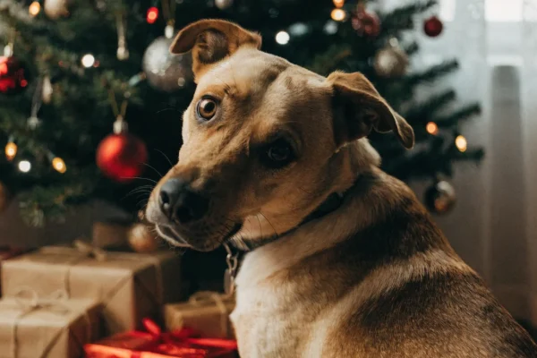 Dog sitting beside decorated Christmas tree with holiday ornaments and lights