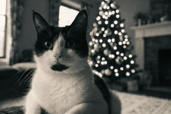 Cats near a decorated Christmas tree in a cozy living room