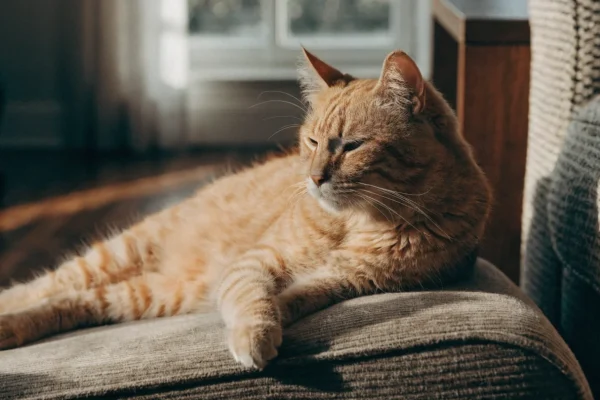 Senior orange tabby cat resting on a low pet ramp beside a living room couch