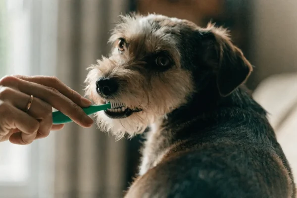 Small dog having teeth brushed with a soft toothbrush as part of home dental care