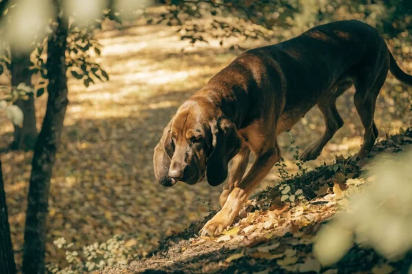 Bloodhound tracking with nose to the ground through an autumn forest with dappled sunlight and fallen leaves