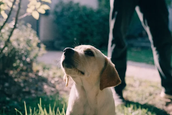 Labrador puppy sniffing grass while being house trained in backyard