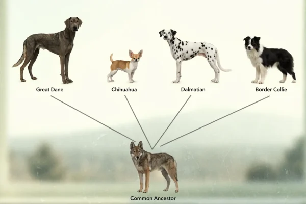 Illustrated diagram of dog breed lineage branching from a common ancestor into diverse modern breeds