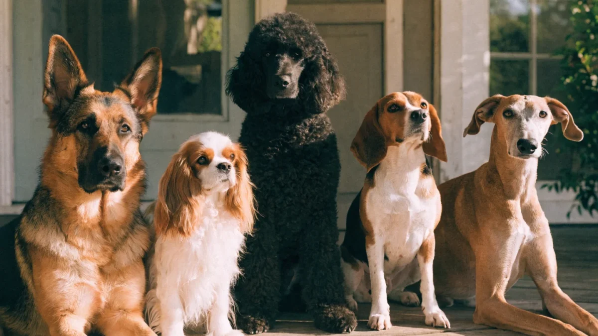 How to Choose the Right Dog Breed: The Complete Selection Guide