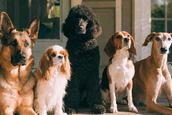 Five different dog breeds sitting together on a sunlit porch representing the diversity of breed choices