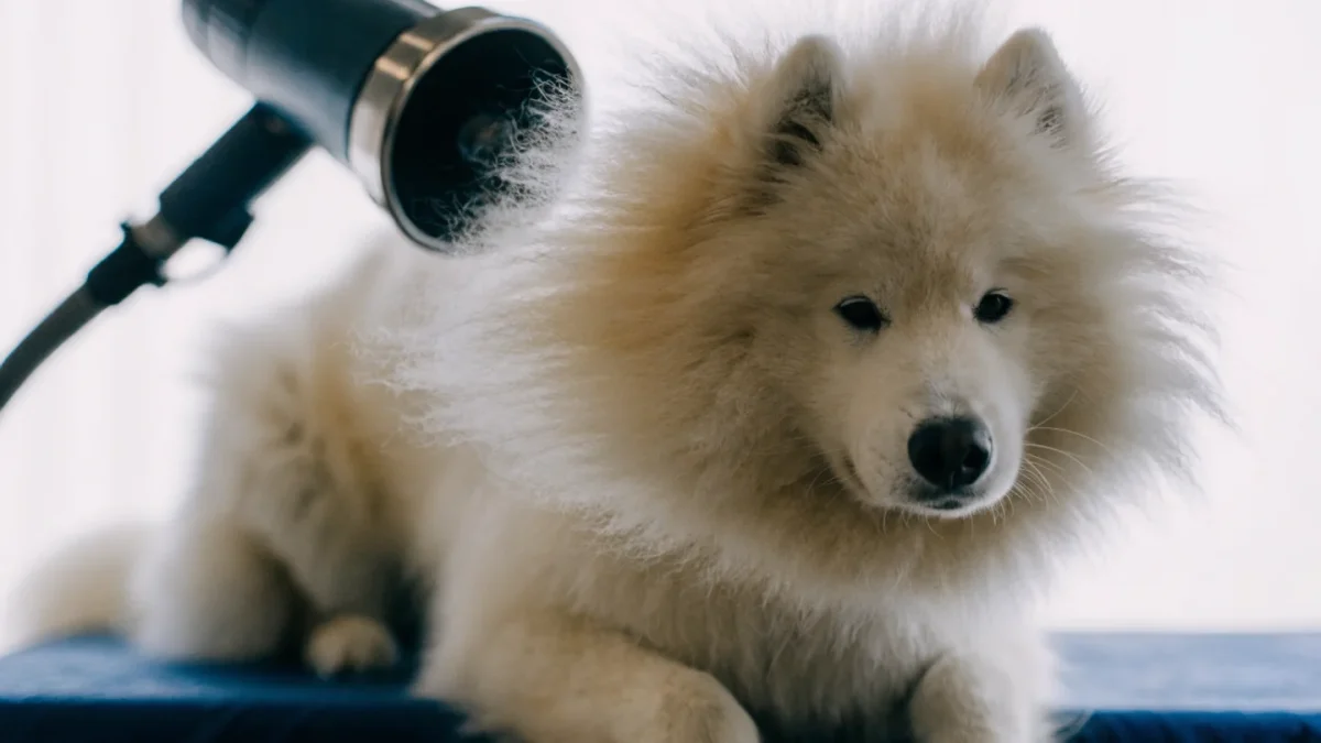 How to Dry a Dog After a Bath: Towel, Air, and Blow Dryer