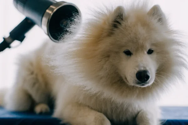 White double-coated dog being blow dried on grooming table