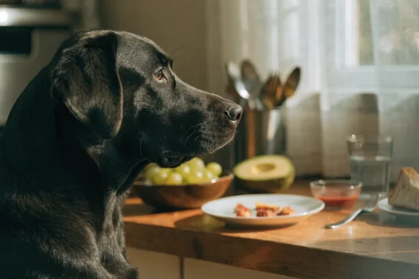Black Labrador dog sitting near a kitchen counter with food