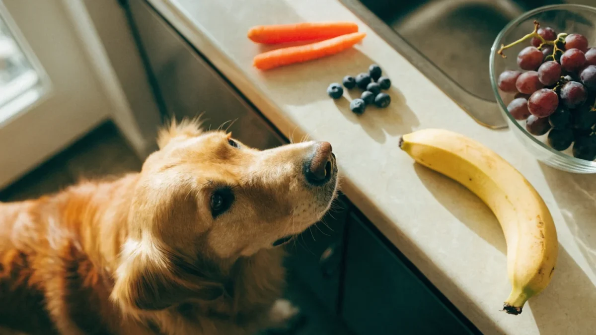 Human Foods for Pets: The Complete Safe and Toxic Foods Guide