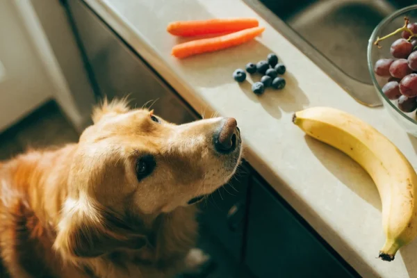 Golden retriever looking at variety of foods on counter, some safe and some to avoid for pets