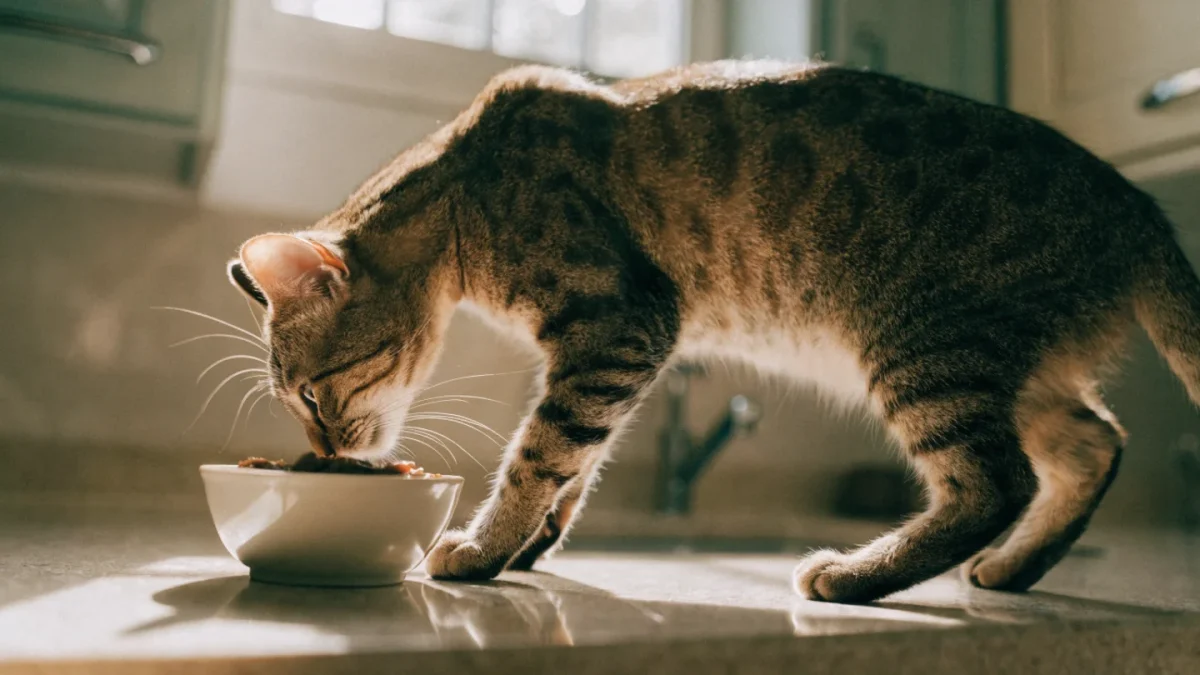 Human Foods That Are Toxic to Cats