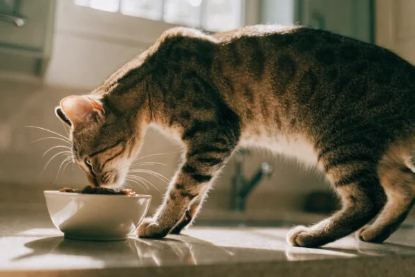 Brown tabby cat sniffing food on a kitchen counter
