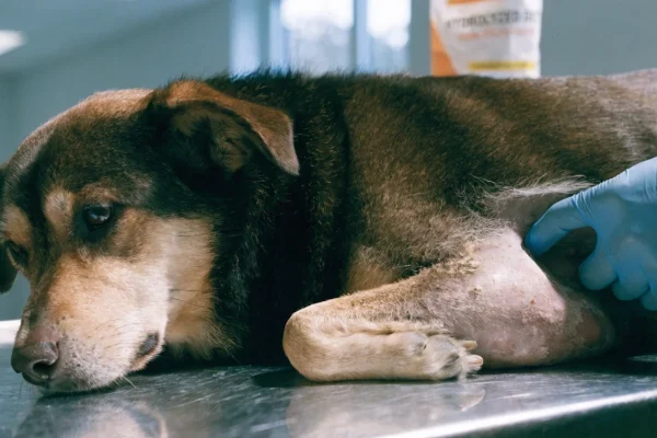 Dog with skin irritation being examined on veterinary table, illustrating the need for hydrolyzed protein elimination diet