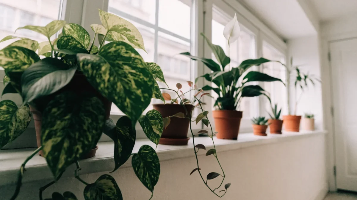 Assortment of houseplants on a bright windowsill shelf