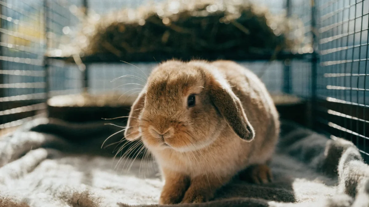 Fawn Holland Lop rabbit in spacious indoor pen with hay rack and natural lighting