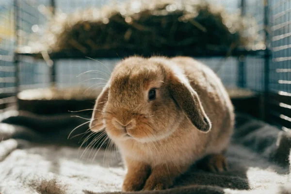 Fawn Holland Lop rabbit in spacious indoor pen with hay rack and natural lighting