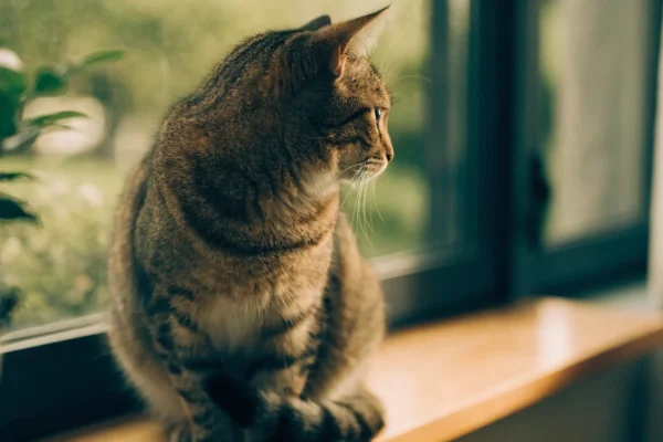 Tabby cat sitting on a windowsill looking outside, representing the indoor vs outdoor cat debate