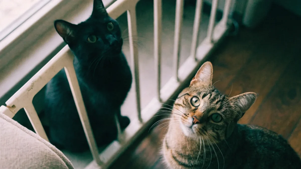 Infectious Diseases in Cats: FIV, FeLV, and Upper Respiratory Infections