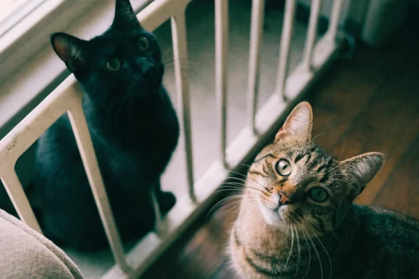 Two cats separated safely in a home environment during introduction