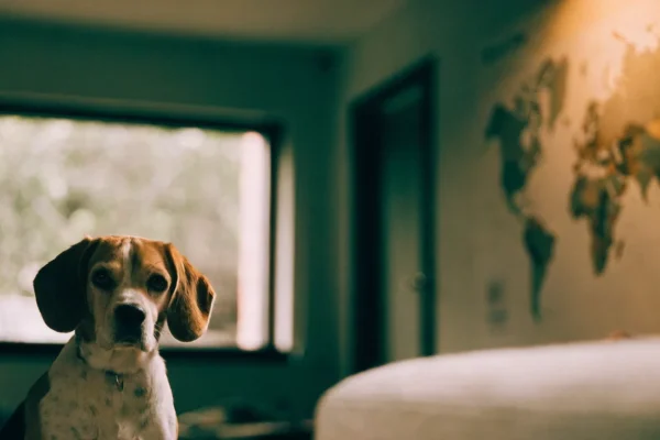 Beagle mix sitting near a window with a world map on the wall
