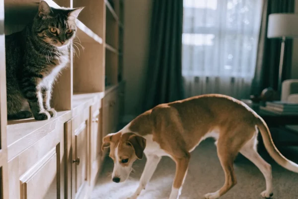 Cat sitting on a high shelf calmly looking down at a dog sniffing around below, both animals relaxed