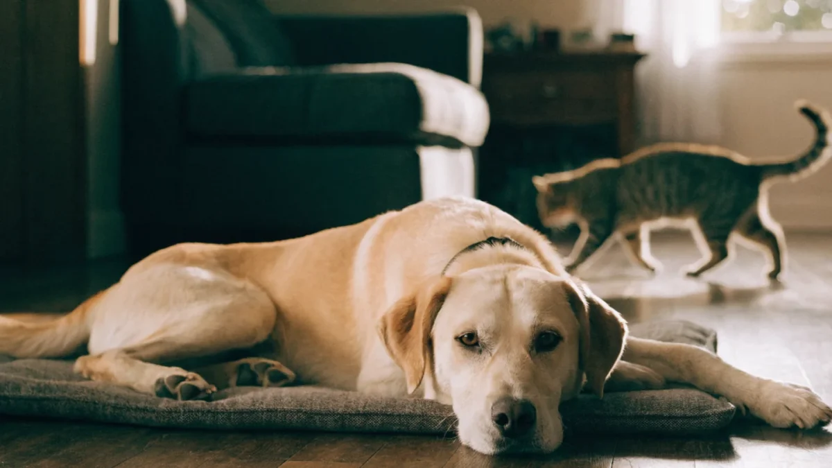 How to Introduce a Dog to a Cat Household
