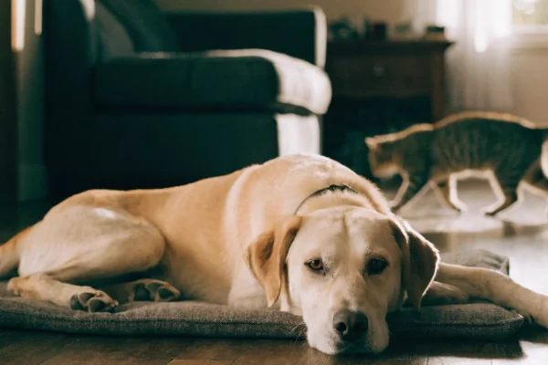 Dog lying calmly on a dog bed while a cat walks past in the background, both relaxed in the same room