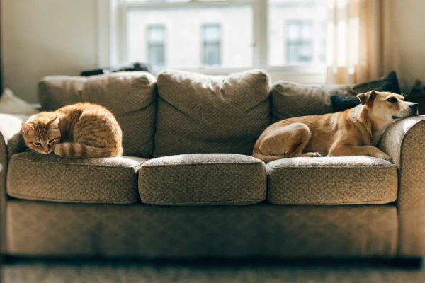 Ginger tabby cat and tan dog resting peacefully on opposite ends of a couch in a sunlit living room