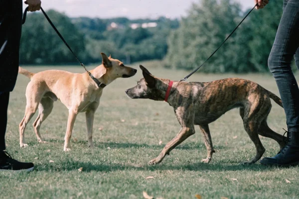 Two dogs meeting on leash outdoors during a proper introduction protocol