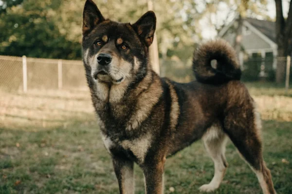 Brindle Akita standing watchfully in a fenced backyard