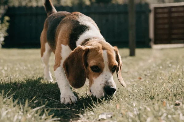 Tricolor Beagle sniffing along a grassy trail in a backyard