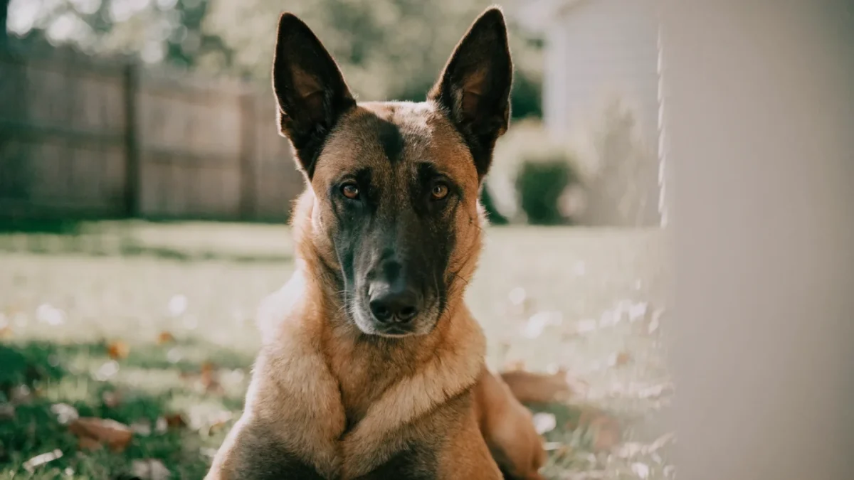 Is a Belgian Malinois Right for You? An Honest Assessment