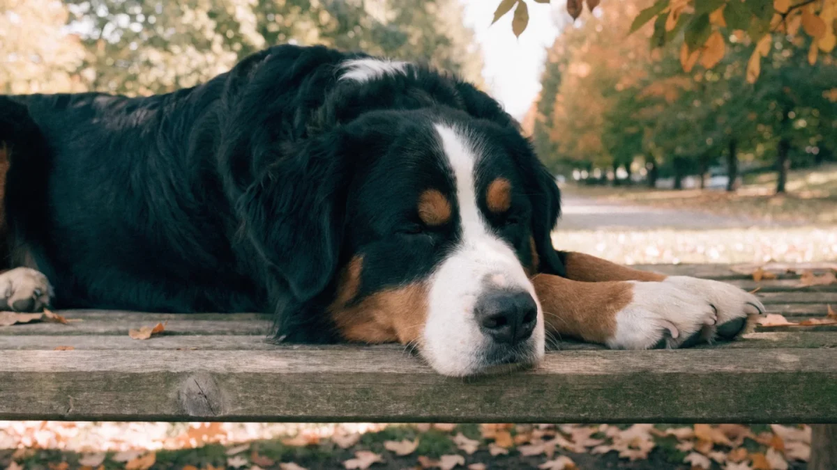 Is a Bernese Mountain Dog Right for You? An Honest Assessment