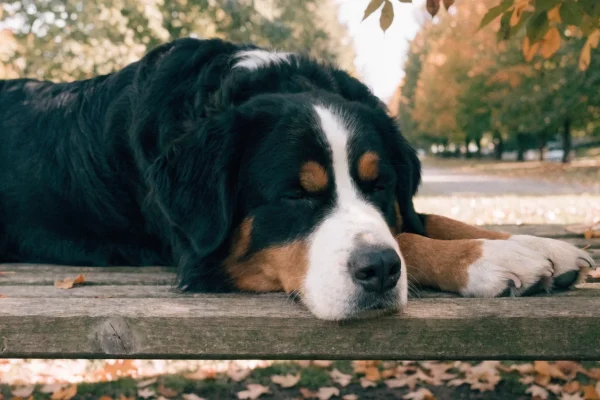 Tricolor Bernese mountain dog resting on a wooden park bench among fallen autumn leaves in soft natural light