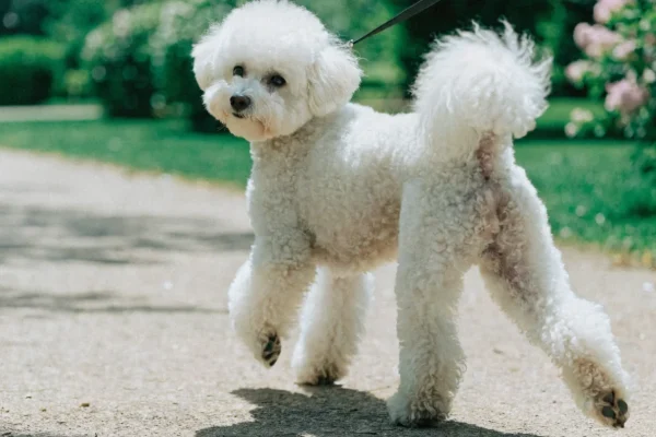 White curly-coated Bichon Frise walking happily on a leash through a sunny park