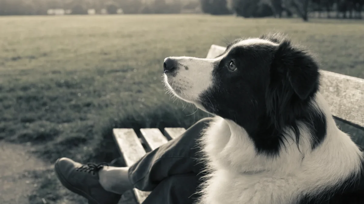Is a Border Collie Right for You? An Honest Assessment