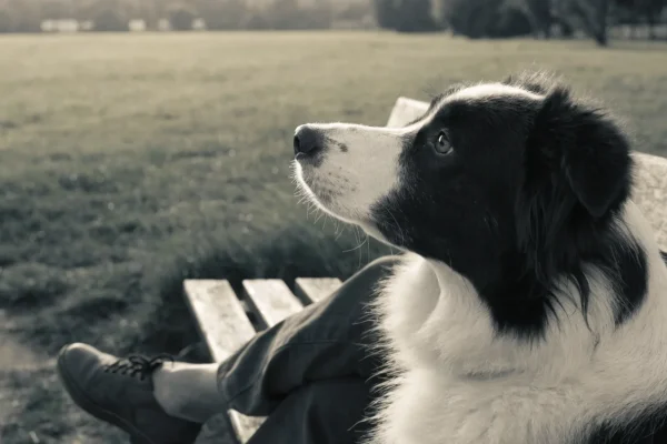 Border collie sitting beside its owner on a park bench both looking out at a wide open green space