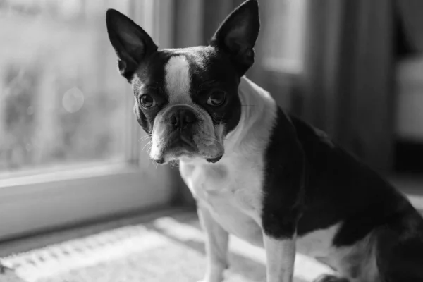 Black and white Boston Terrier sitting near a sunlit apartment window