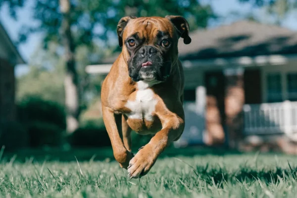 Fawn Boxer bounding across a grassy backyard