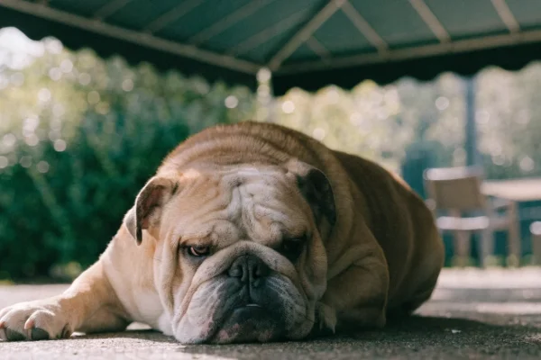 Fawn English Bulldog with a wrinkled face resting in the shade of a backyard patio
