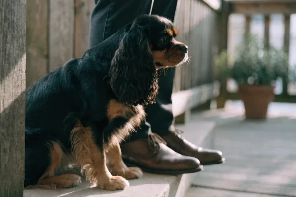 Cavalier King Charles Spaniel with black and tan coloring sitting beside its owner on a front porch step in natural morning light