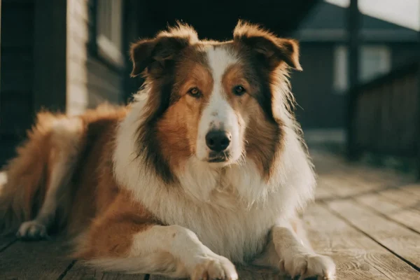 Sable and white rough collie lying on a front porch looking calmly at the camera with a warm expression